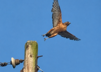 A red-shouldered hawk with reddish-brown feathers and patterned wings takes flight from a wooden utility pole against a bright blue sky.