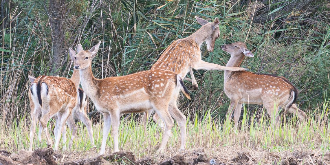 Four spotted deer stand in a grassy clearing near dense trees and brush, with one deer raised on its hind legs and reaching toward another.