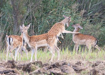 Four spotted deer stand in a grassy clearing near dense trees and brush, with one deer raised on its hind legs and reaching toward another.