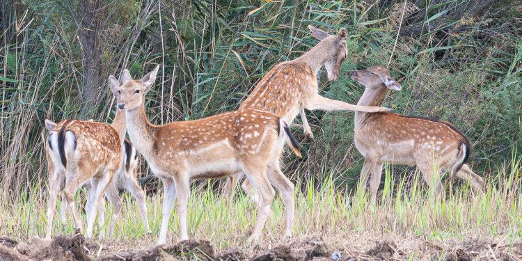 Four spotted deer stand in a grassy clearing near dense trees and brush, with one deer raised on its hind legs and reaching toward another.