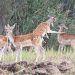 Four spotted deer stand in a grassy clearing near dense trees and brush, with one deer raised on its hind legs and reaching toward another.